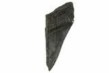 Partial Fossil Megalodon Tooth - Serrated Blade #332324-1